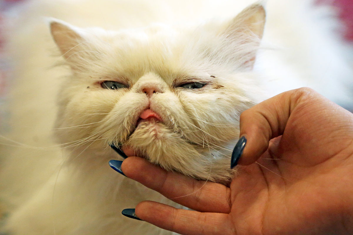 中班数学教案：小猫的房子 - 比较大小和排序