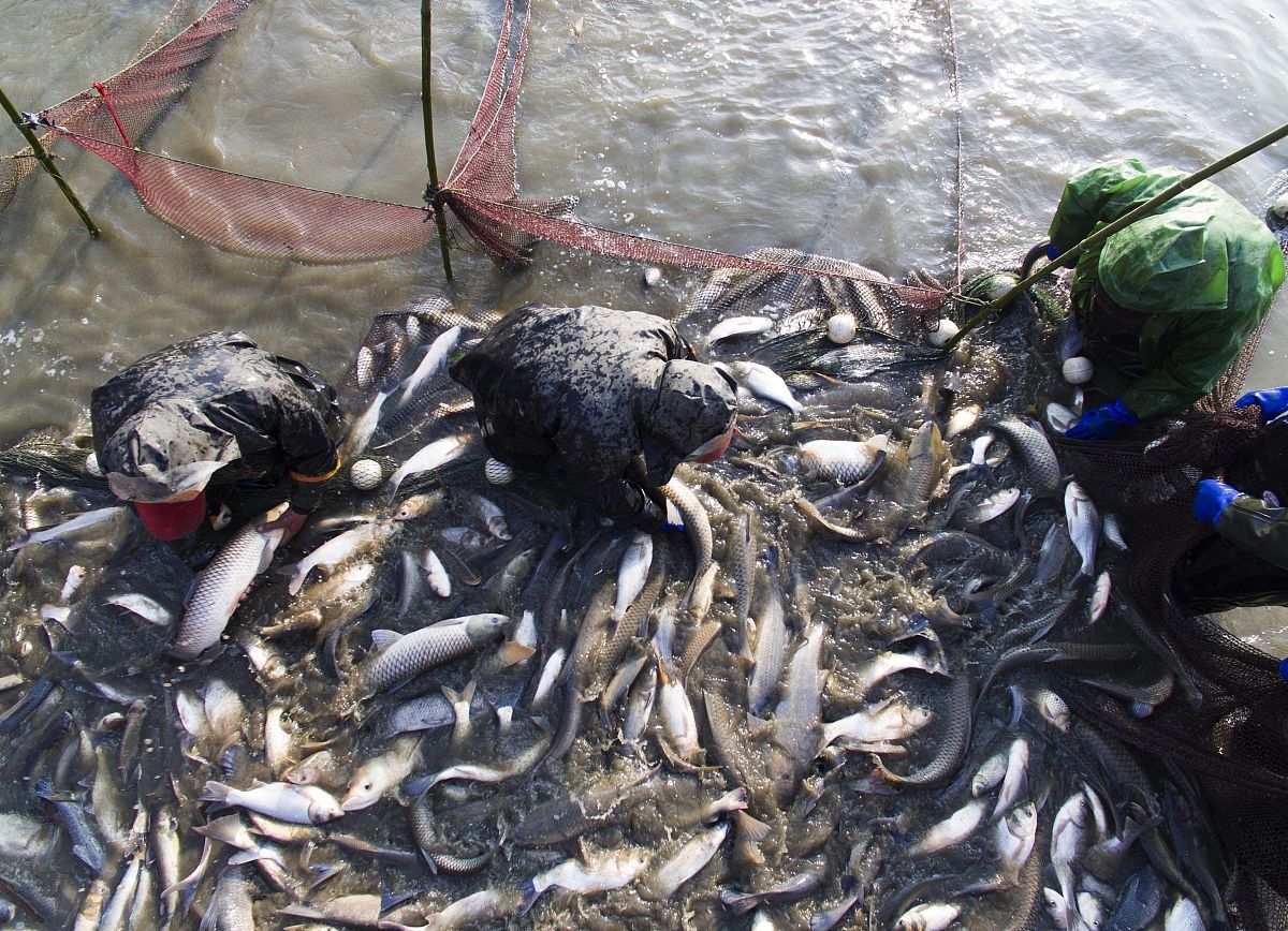 雌性鳀鱼产下数十万个卵，倾倒到海洋中发育。哪些因素可以减缓鳀鱼种群的增长？