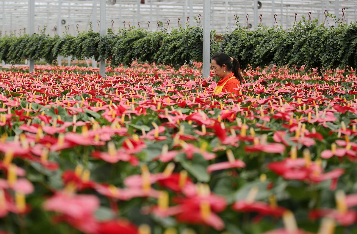 重庆市农业学校观光农业经营专业就业方向及前景分析