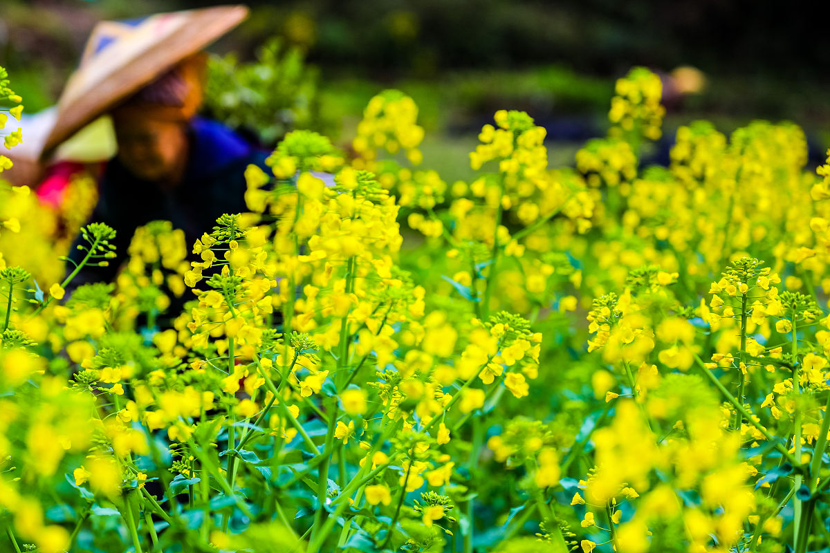 2021年广元凤凰职业技术学校有哪些专业