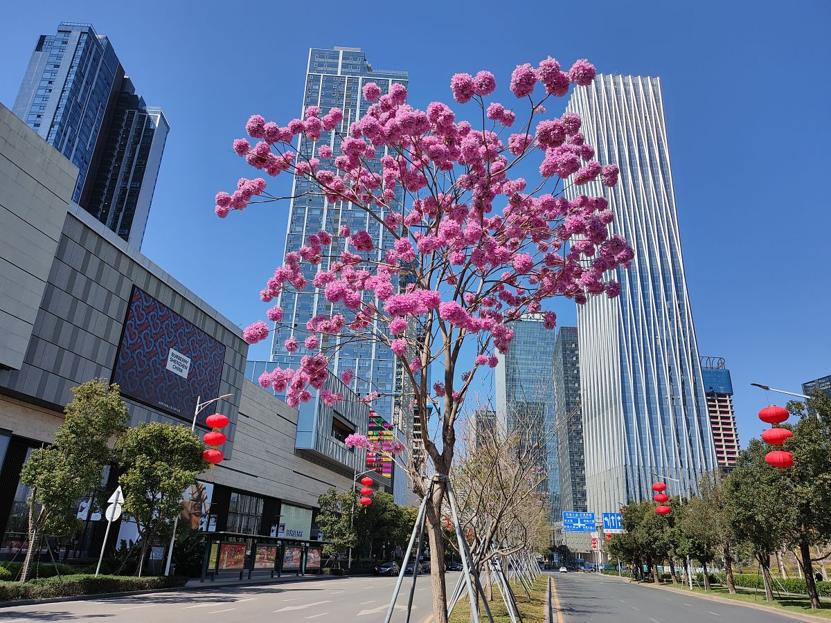 2021年2月7日,深圳,在人才公园海岸城等南山地标景点紫花风铃木绚烂绽