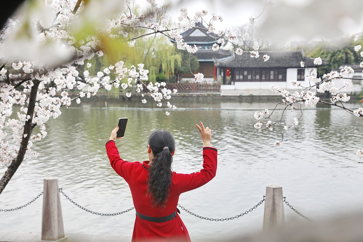2022年3月17日中午,浙江嘉兴南湖风景区,春雨初歇,簇簇樱花点缀晶莹雨