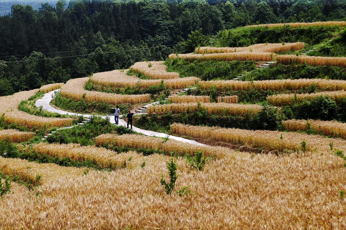 重庆应用技术2019招生简章职业学院