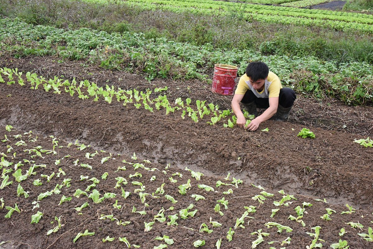 花生浇水技巧：提高花生产量和品质的种植指南