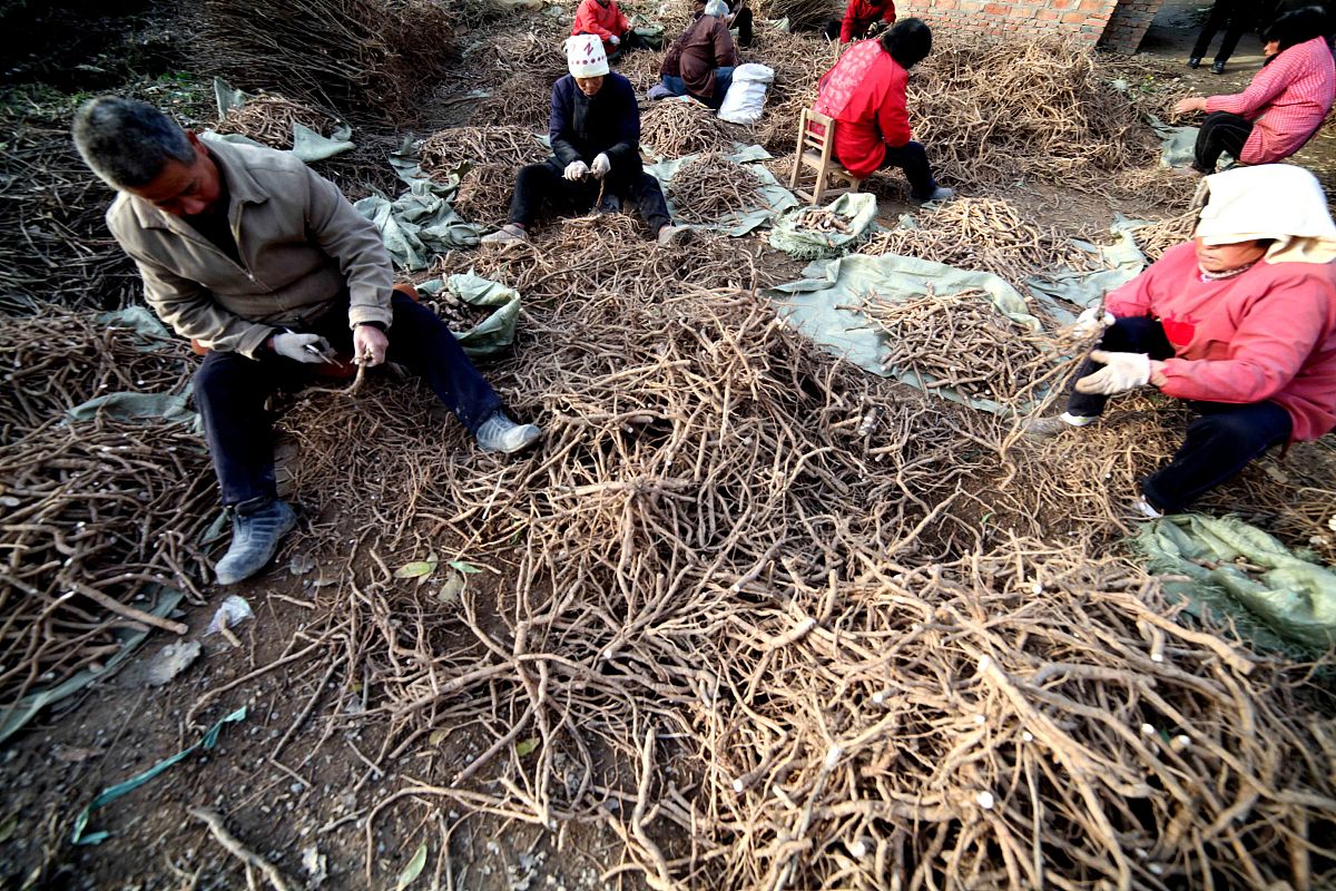 丹参的资源开发利用现状
