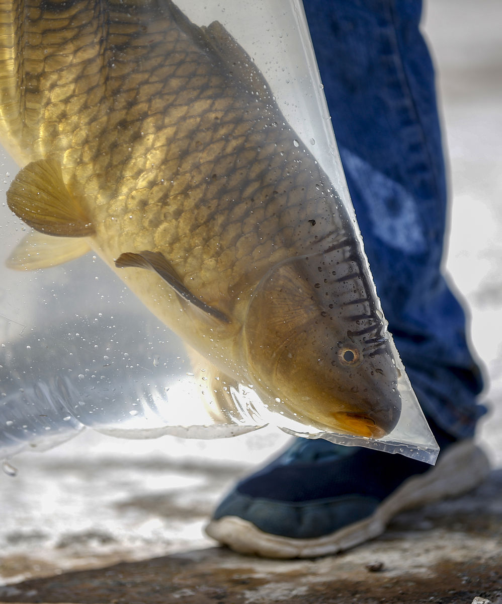REVIEWS IN FISH BIOLOGY AND FISHERIES的期刊介绍