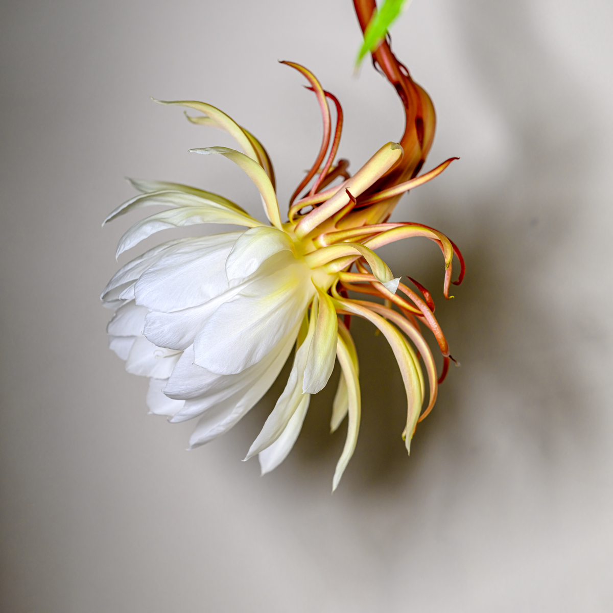 请围绕我们应该选择昙花一现的美丽写一篇一辩稿