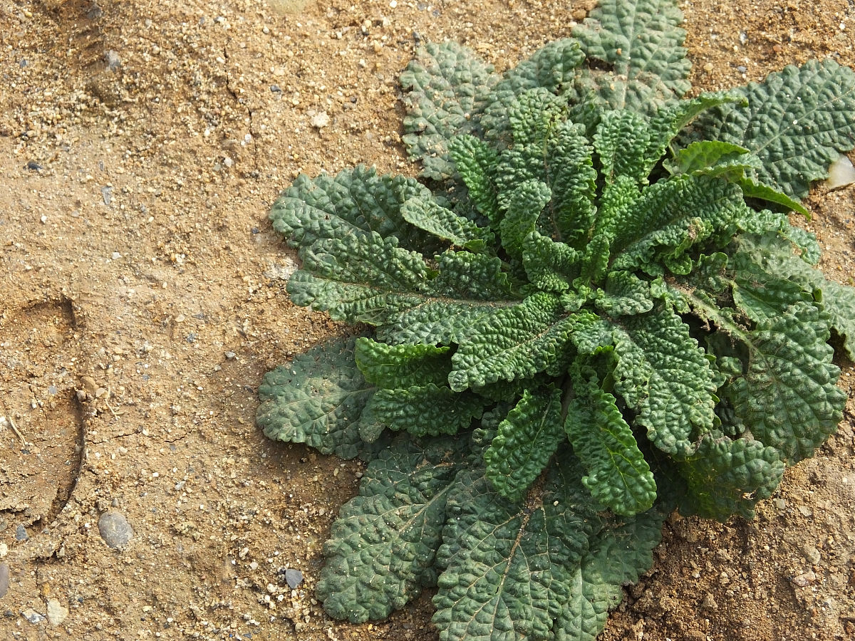 四川开设中草药种植专业的中专中职学校有哪些