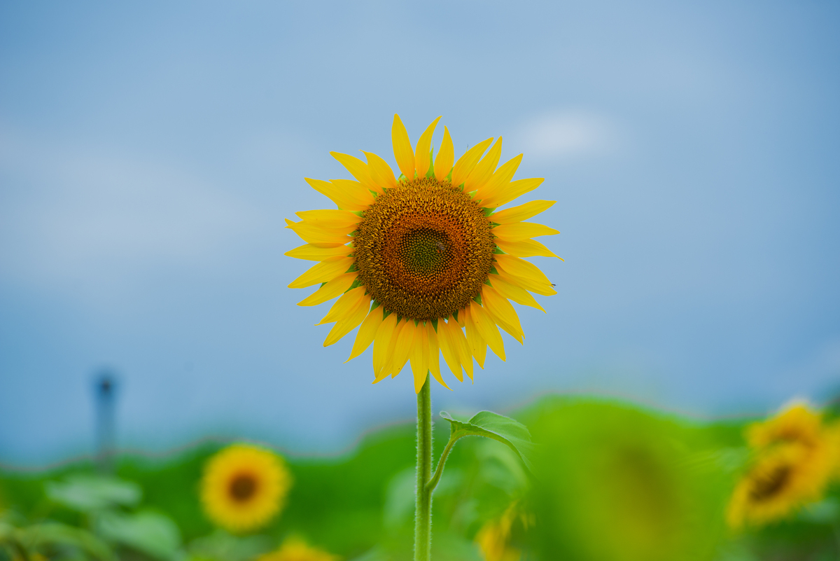 向日葵积极向上不仅自己生长也为生态环境做贡献的名人名言或金句或诗歌或美文