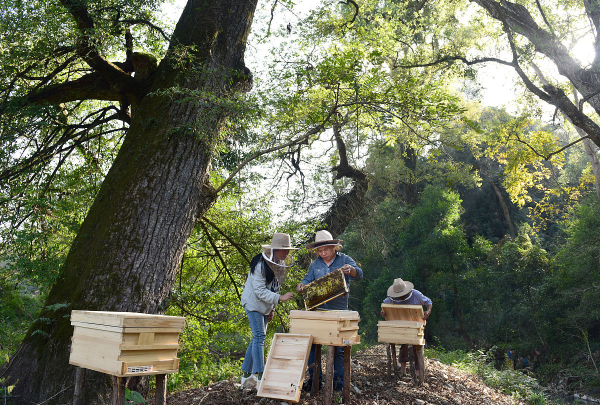 中国野生蜂蜜有多少种类