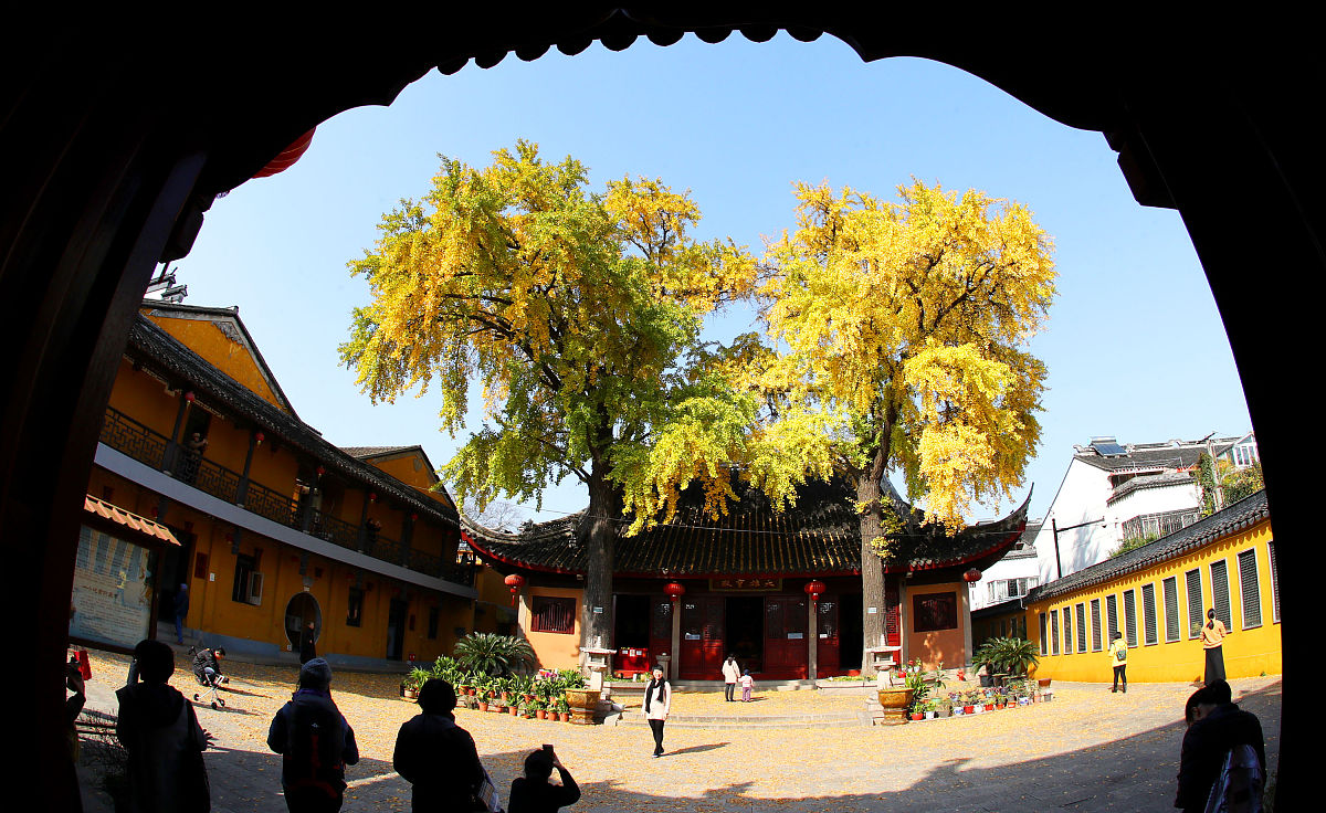 2017年11月23日,人们在满目金黄的苏州定慧寺内古银杏树前赏景拍照.