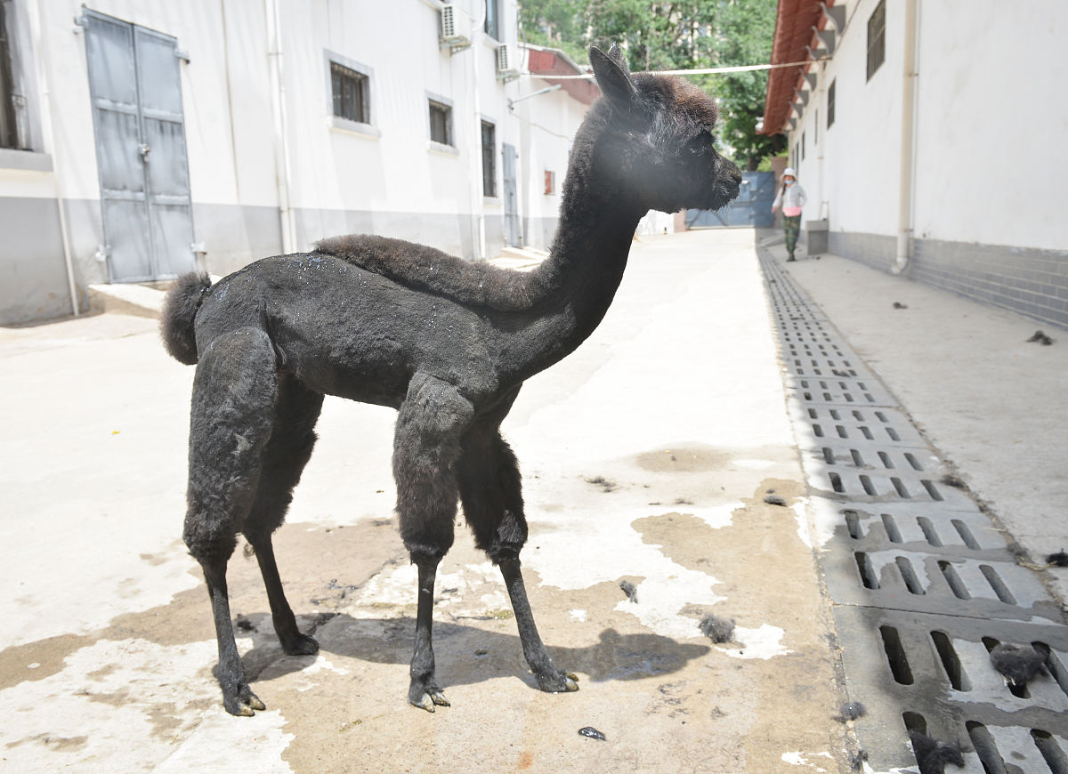 杭州动物园中秋国庆假期需实名制预约，网友：终于等到你！