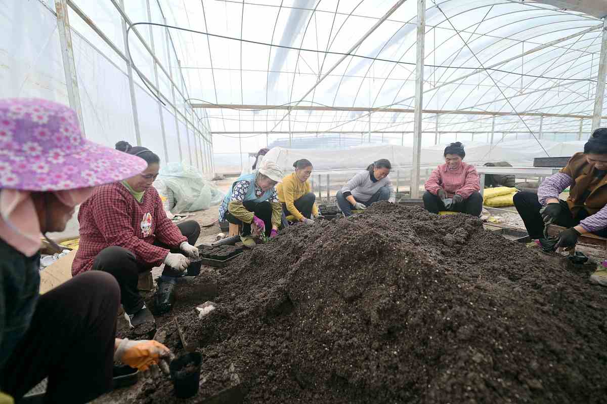 甘薯开放式培养污染防控和抑菌剂的选择国外研究现状甘薯是一种重要的块茎作物在全球范围内广泛种植和消费。然而其生产过程中常受到细菌、真菌和病毒等微生物的污染从而影响着其质量和产量。为了进一步保证甘薯的品质和安全研究人员们在防控甘薯污染和选择抑菌剂方面进行了不断的探索和研究。以下是国外在甘薯开放式培养污染防控和抑菌剂选择方面的现状：1 污染防控方面甘薯的生长环境非常复杂包括土壤、空气、水等多种因素。因此