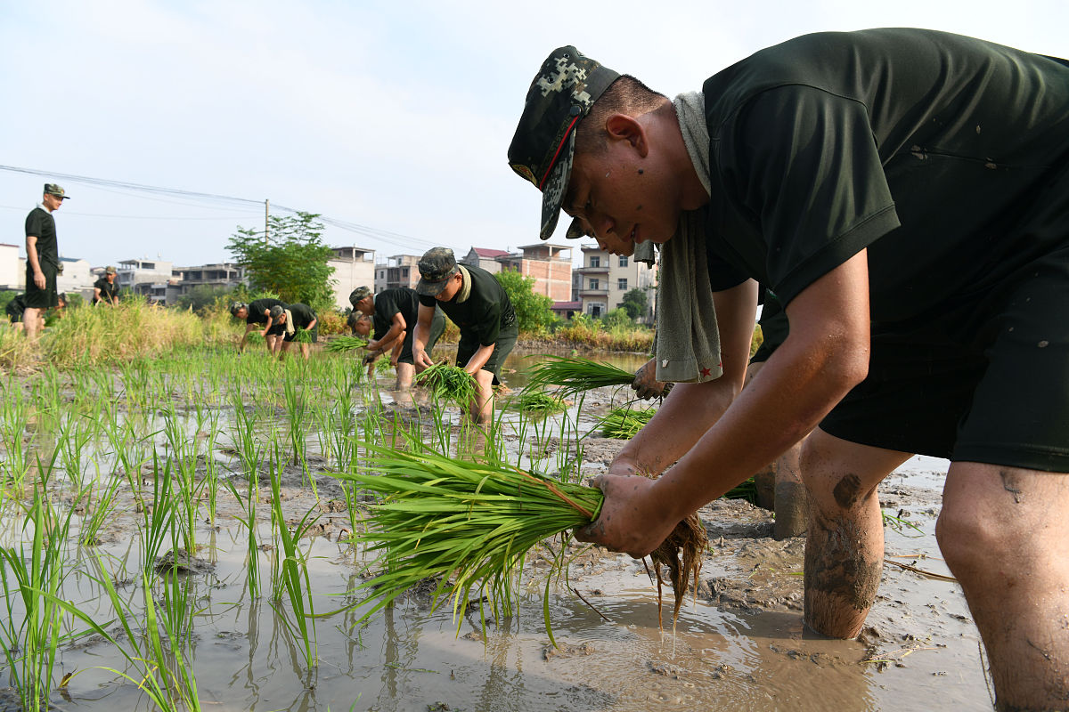 水稻种植区的实习心得