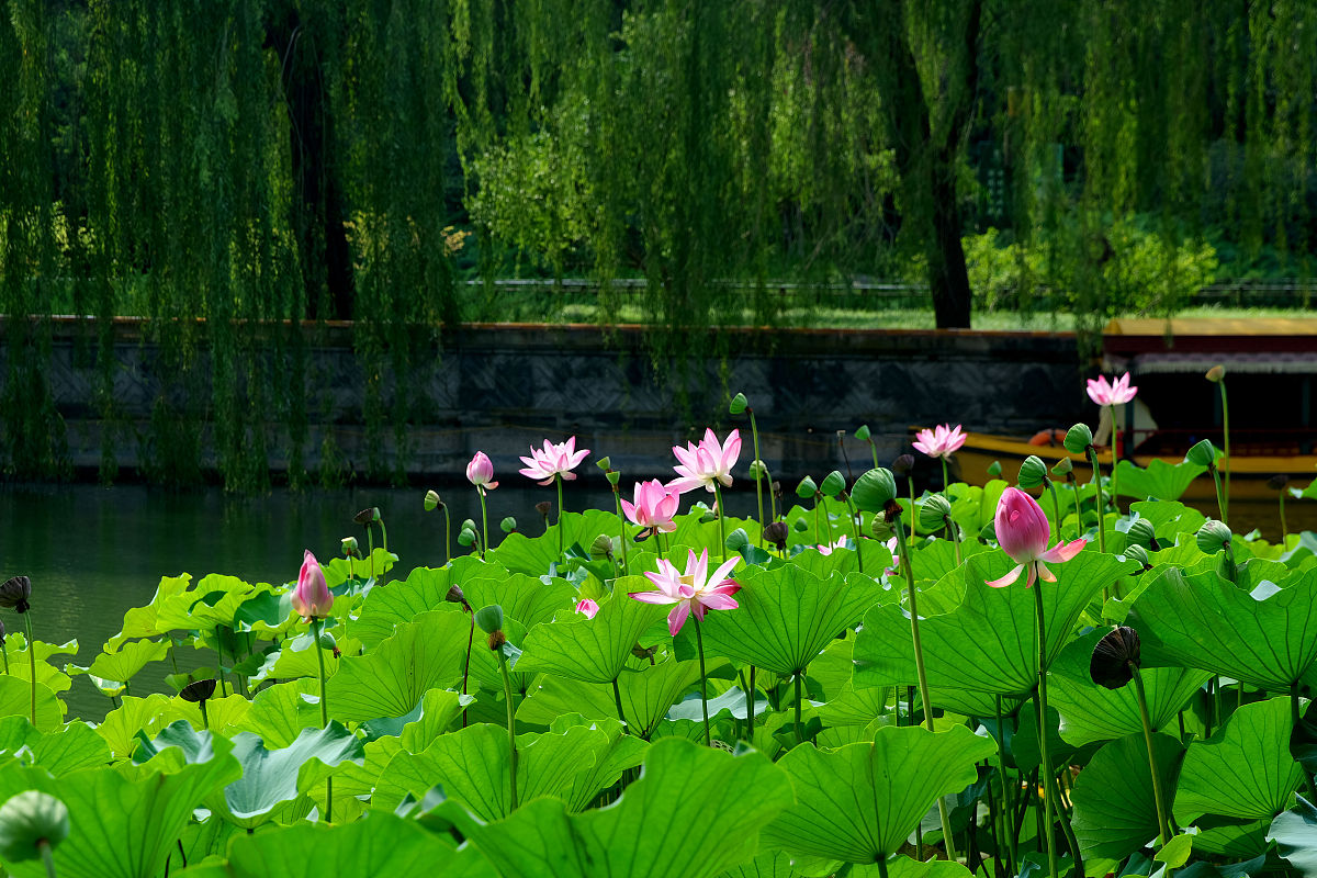 我是小学四年级学生请给出5篇描写夏天公园风景的范文要求句子优美生动字数300到500字。并做出详细点评