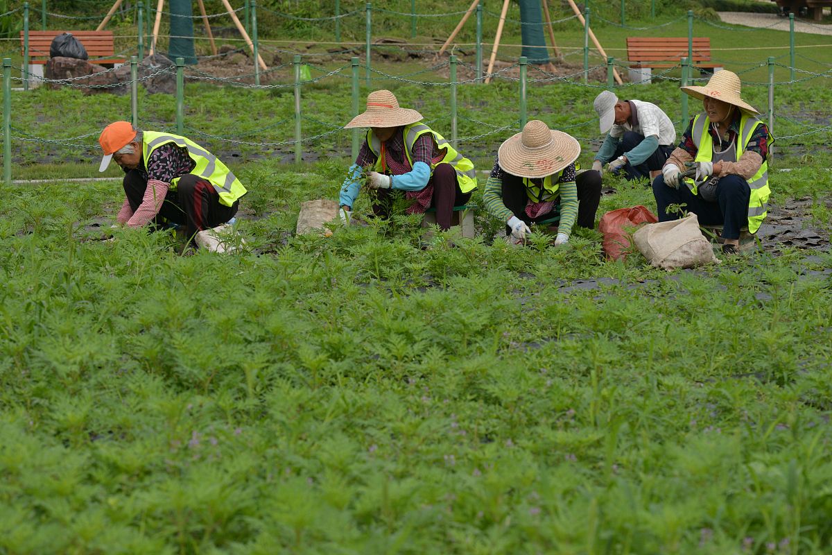 城市公园的养护成本与经济水平问题如何解决？