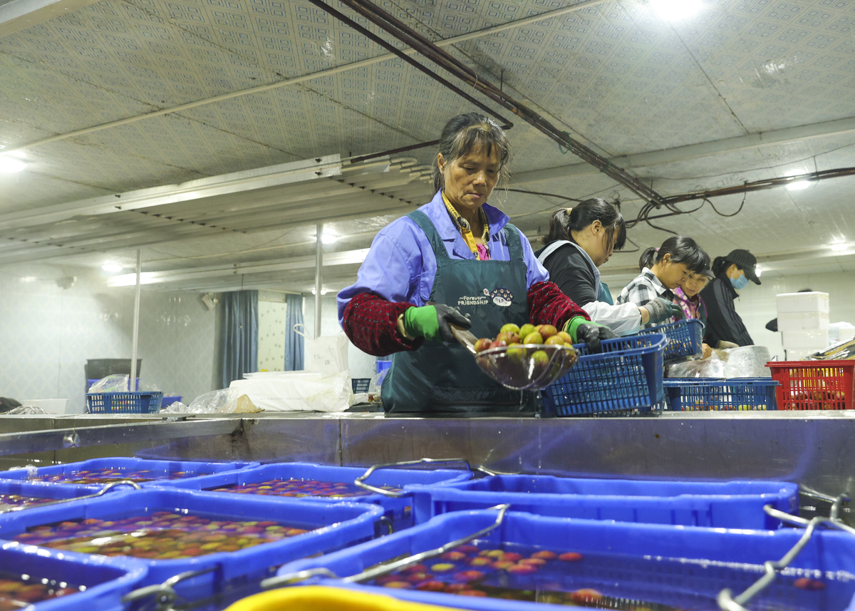 蔬菜是通过香港的蔬菜统营处从内地指定农场通过文锦渡口岸进入香港。大陆的蔬菜发香港大陆的蔬菜出口到香港只需要提供货物的基本情况；比如：货物的基本尺寸数量重量规格等；这些资料提供完毕之后就可以直接的进行中港往返运输。广东省北运菜数量大品种多如茄子辣椒和四季豆等是广东南菜北运的主要品种。广东蔬菜主产区茂名市每年冬种蔬菜播种面积达70多万亩其中70北运。帮我用200字详细描述