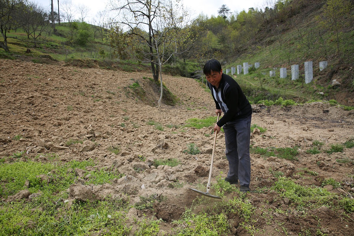 抬田造林的目的及优势 - 提高土地利用率、保护生态环境
