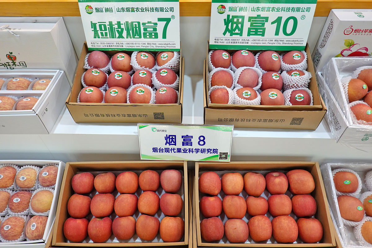 阐述烟台苹果分销渠道优化研究的理论意义300字