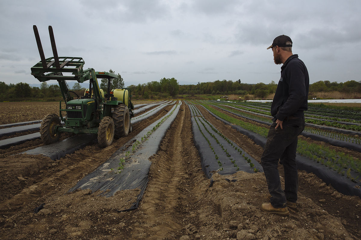 黄瓜育种遗传改良方法：杂交、突变、基因工程等