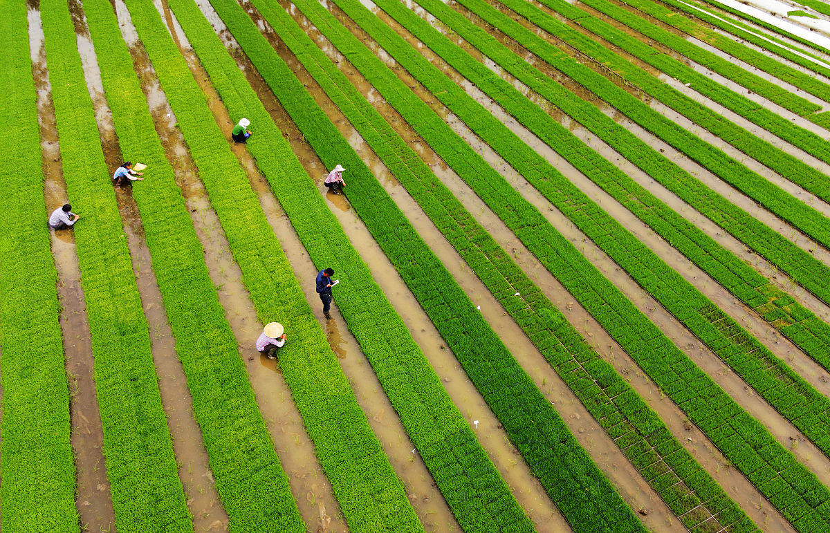 写一篇关于种植的论文