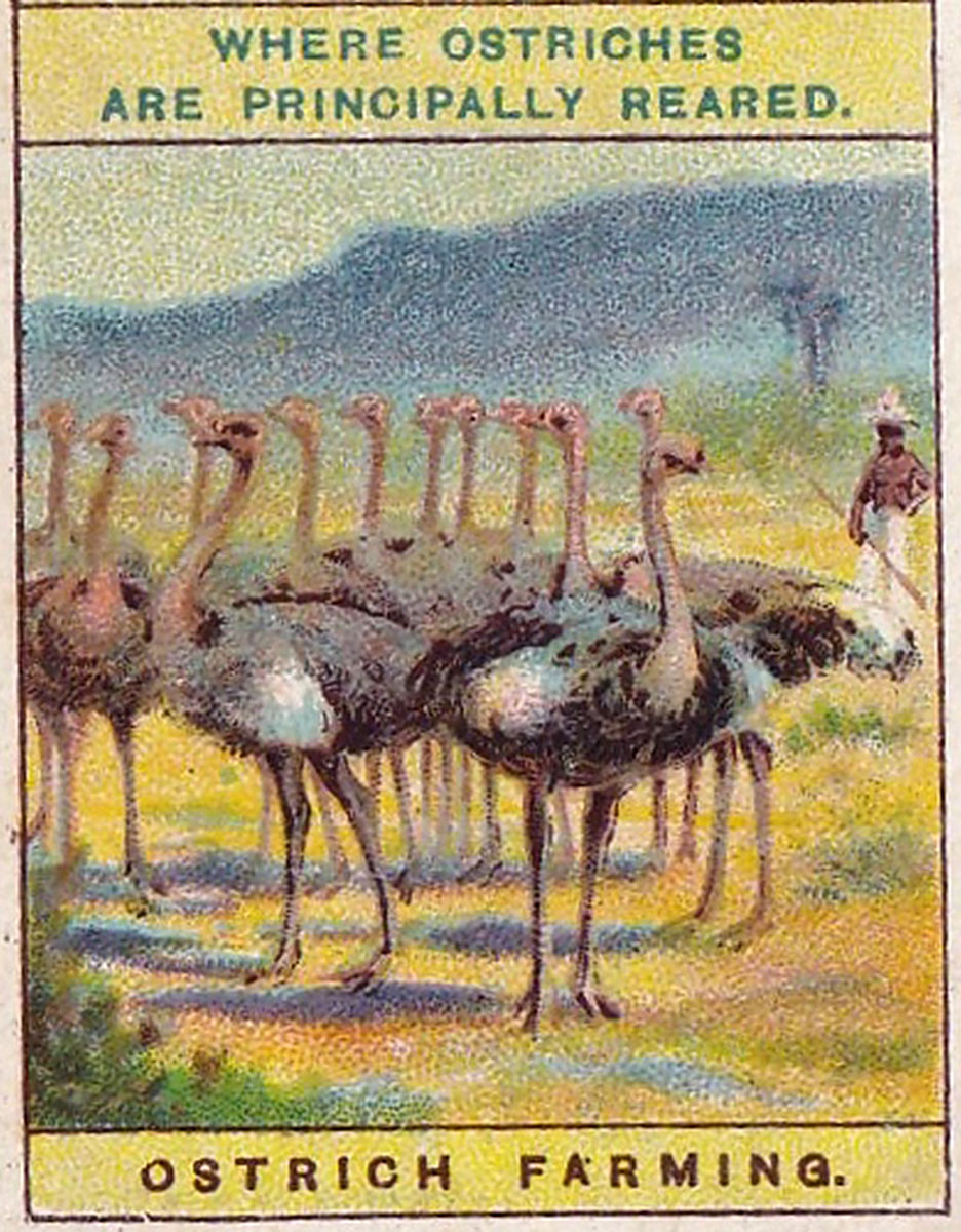 Select one of the two essay prompts and write a well developed expository response that connects with the textAccording to Deborah and Pullum how is Henrietta’s story going to be different for Henriet