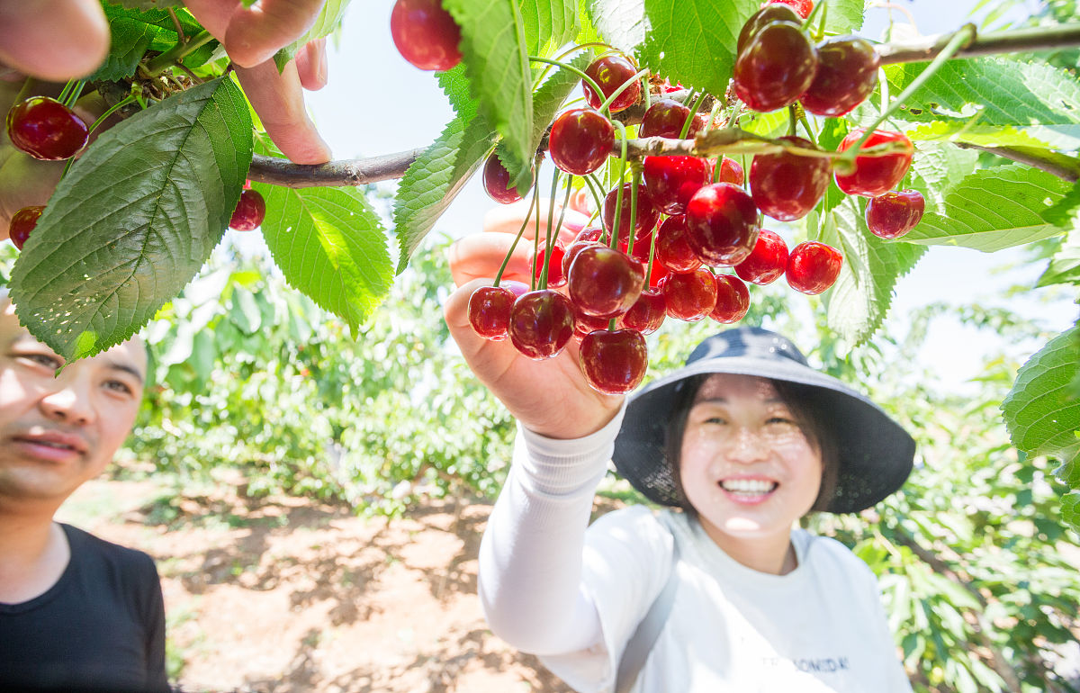 你是一名音乐人准备回家种樱桃树