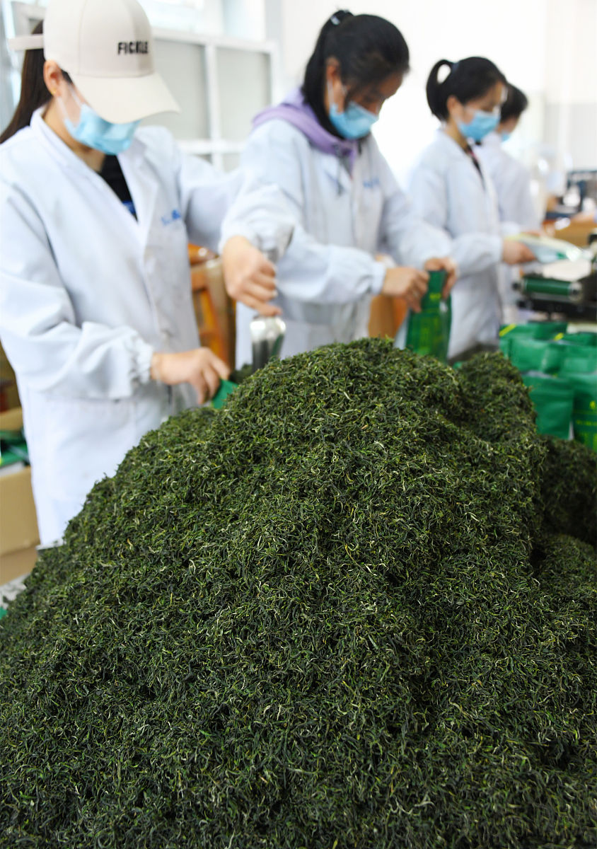 茶叶生产与加工专业就业前景 - 未来发展潜力巨大