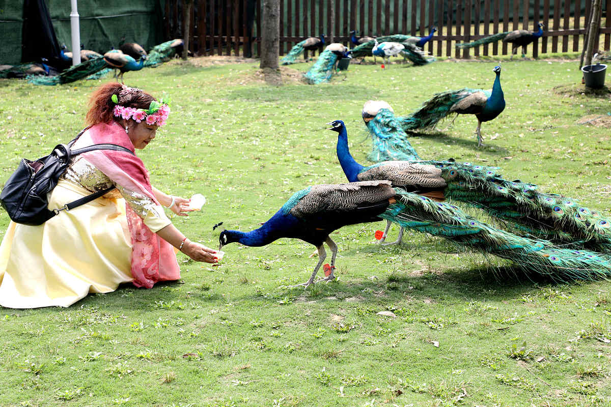 帮我翻译下面的中文并修饰五一假期我们全家一起驾车前往杭州野生动物园我们首先来到了孔雀园美丽的孔雀一点都不怕人还为我们开屏太美了接着我们又去看了白虎白虎是孟加拉虎的变种非常稀有白虎还为观众表演了跳水夺食十分精彩我们还去了熊猫馆我们的国宝圆滚滚的可爱极了这时它整在津津有味的吃着竹子动物园非常大我们坐上小火车开始穿越丛林我看到了东北虎大嘴巴的河马火烈鸟大象长颈鹿还有骆驼园区内还有很多的动物和游乐设施美好