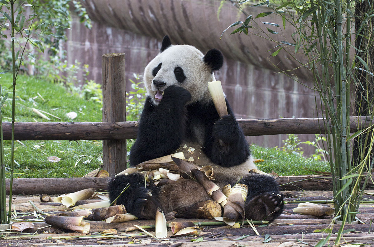 家畜繁殖研究的焦点期刊：REPRODUCTION IN DOMESTIC ANIMALS 稿件类型详解