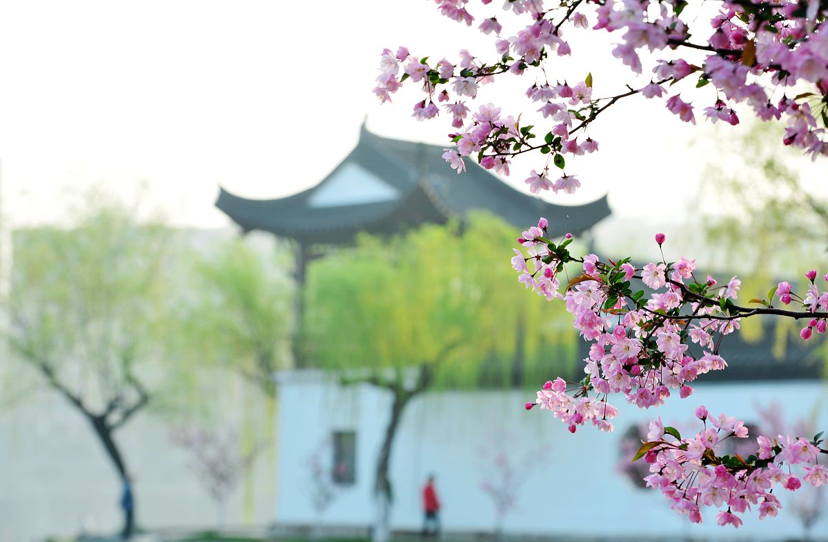 人间四月芳菲尽，山寺桃花始盛开：感受春天的轮回与希望