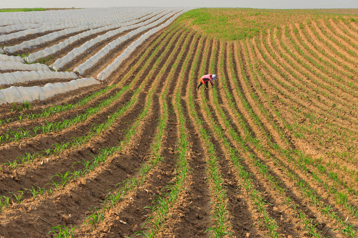 论述延安地区旱作玉米生产现状及增产途径研究的研究背景自行添加数据进行分析不少于1000字论述中不能抄袭他人观点和概念。
