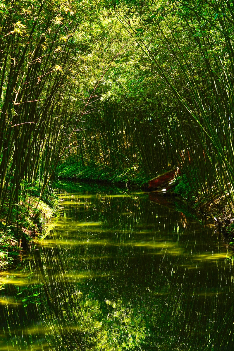 写一篇在公园拍摄竹子的vlog文案脚本