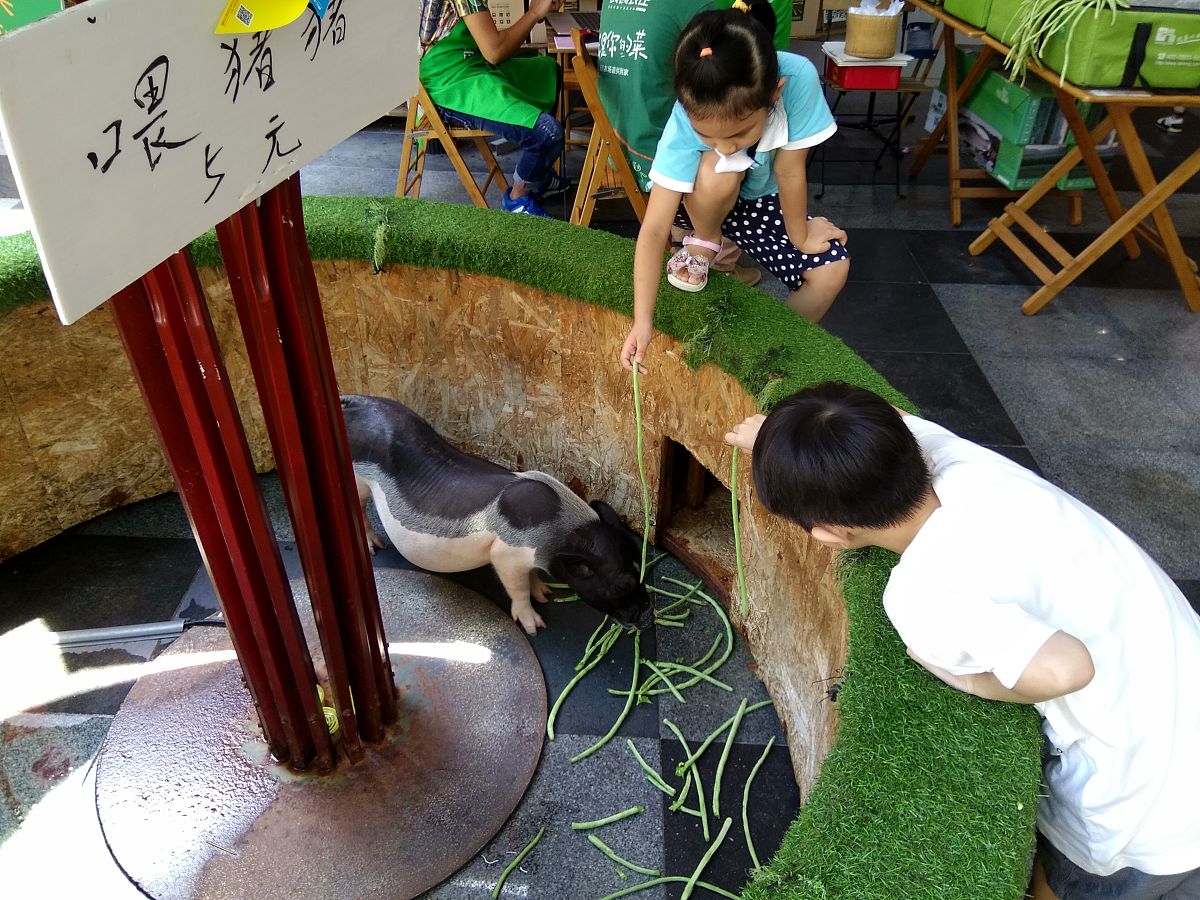 1《家谱》以修谱师修家谱的过程考察在修家谱的时候发生的事情过程在修家谱的过程中对家族历史有没有美化。请模仿上述文字写出观察校园动物生活的文字字数一百字以内