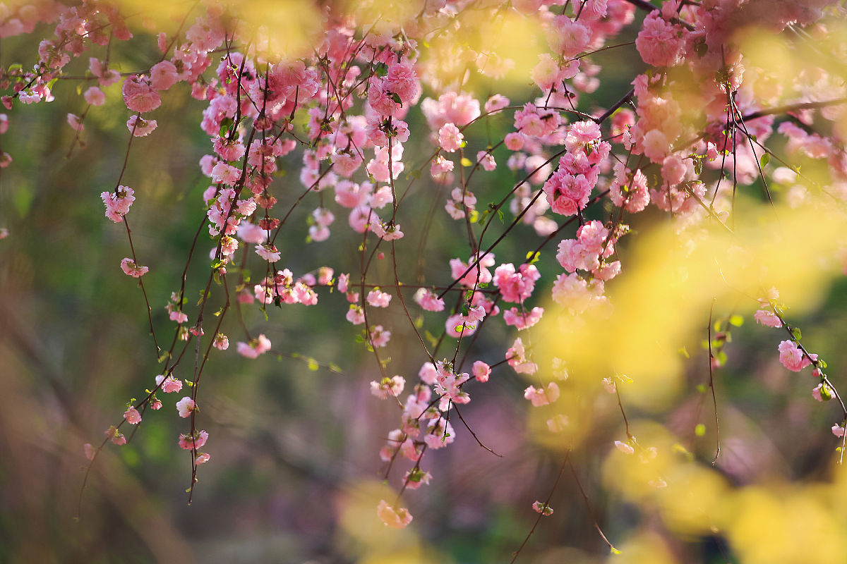 编辑一段春日落花的文案