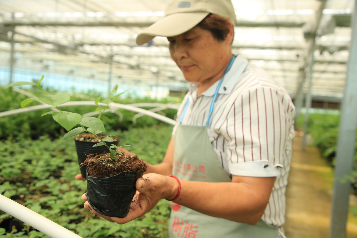 中草药种植专业就业方向：从种植到研究，多领域发展