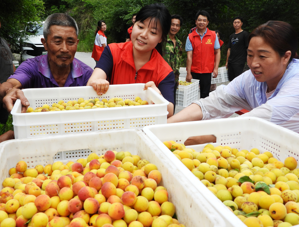 金果兴农团队推出革命性枇杷次果加工设备，助力台江台盘村农业发展