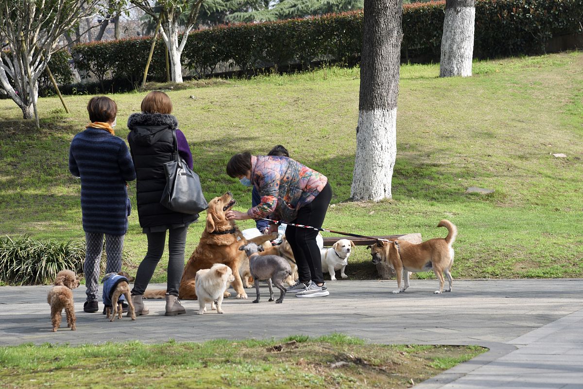 贝贝日老年犬照护攻略：让爱犬安享晚年