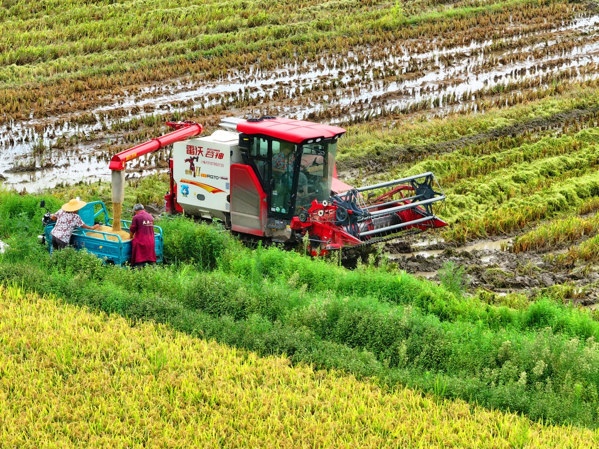 三农：农业、农村、农民的含义和重要性