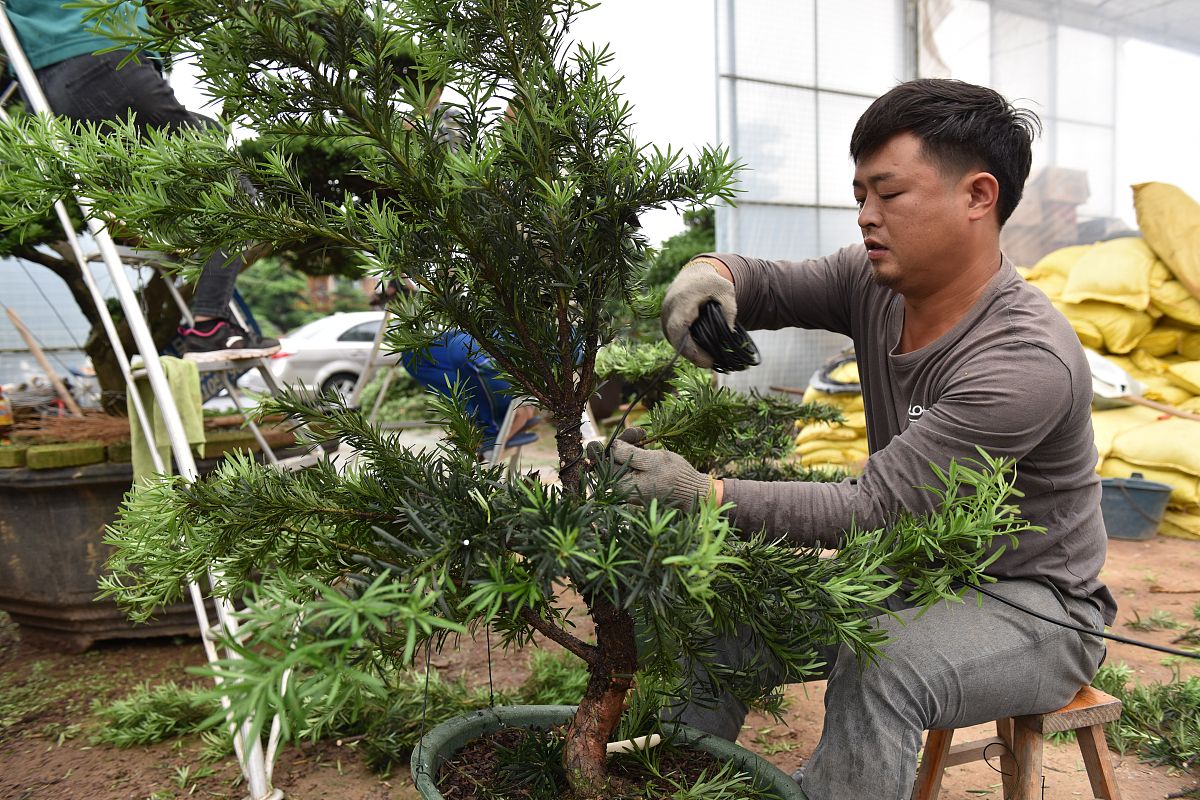 我要组培罗汉松请给我方法用料配方制作工艺全过程配方及用量和需要的工具一并列出