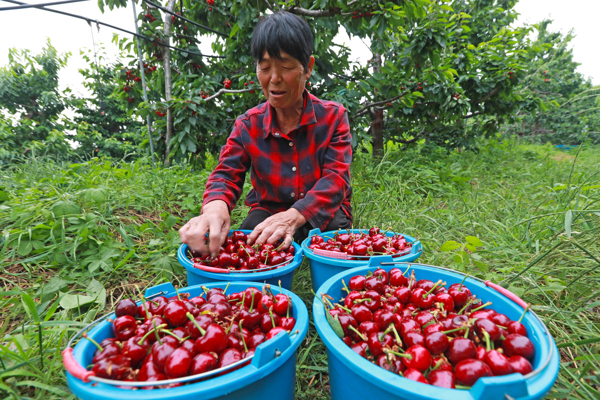 7月调研渭南合阳方寨红樱桃日志
