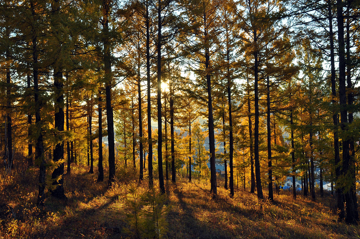 庆阳林业学校是几专？- 了解庆阳林业学校办学层次