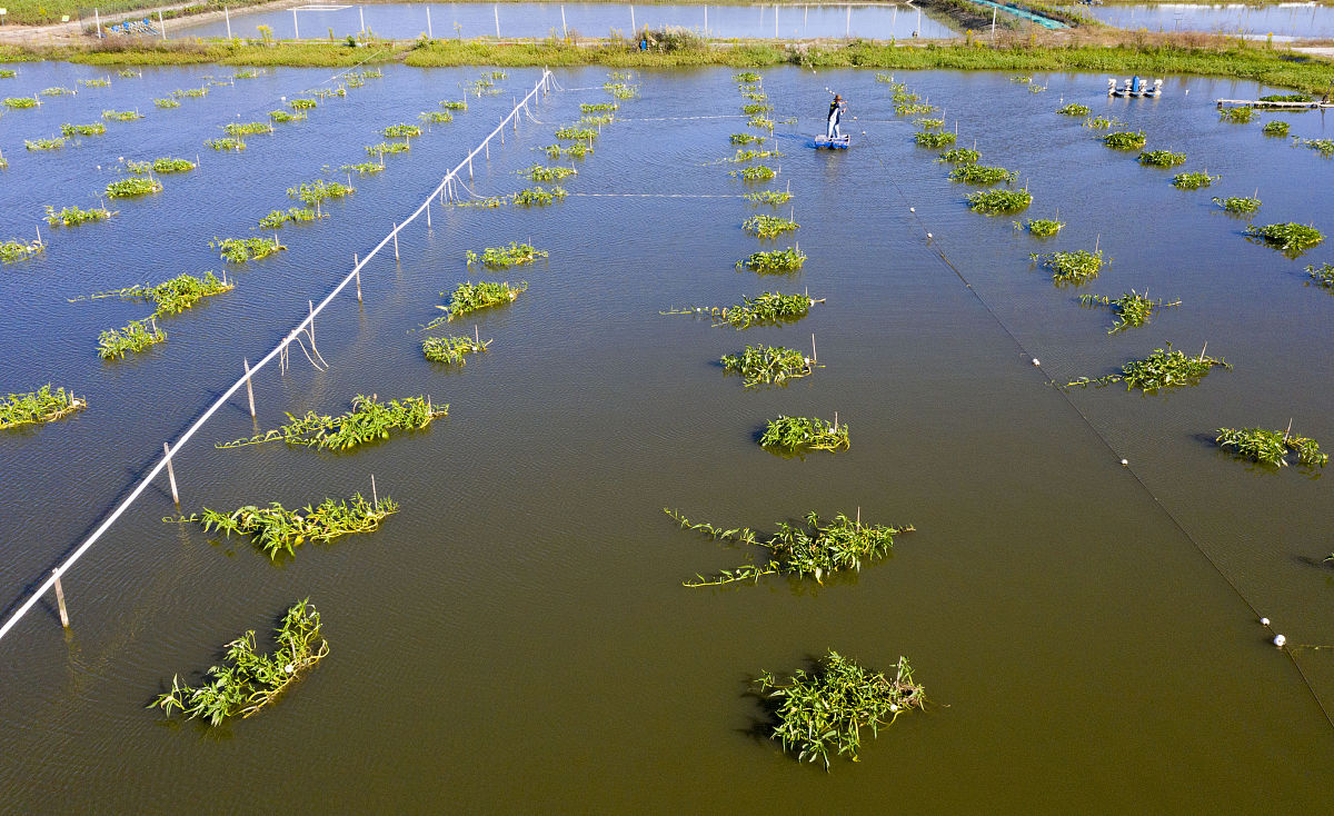 养虾池塘如何繁殖生物 用300字描述