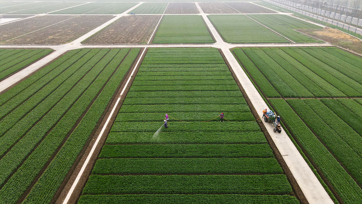 金穗集团农业有限公司的成功带给我们的启示是什么