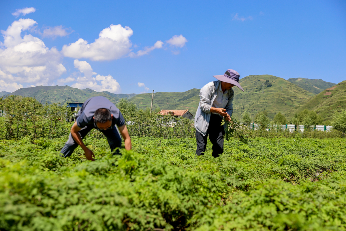四川省食品药品学校：中草药种植研究与开发