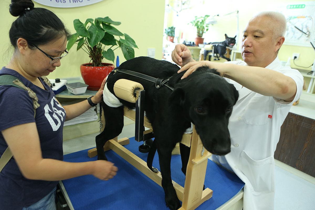 遵义医学院临床药学专业招生：培养高素质药学人才