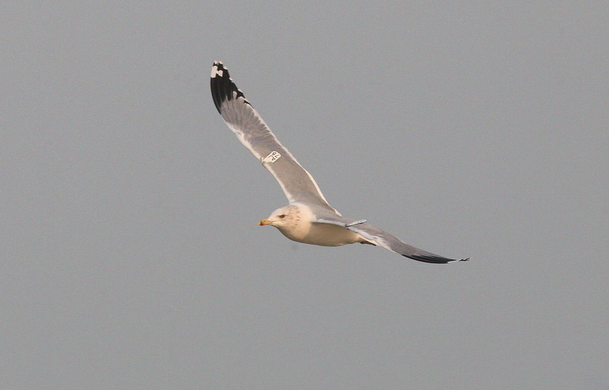 烟台城乡建设学校3+2工程科