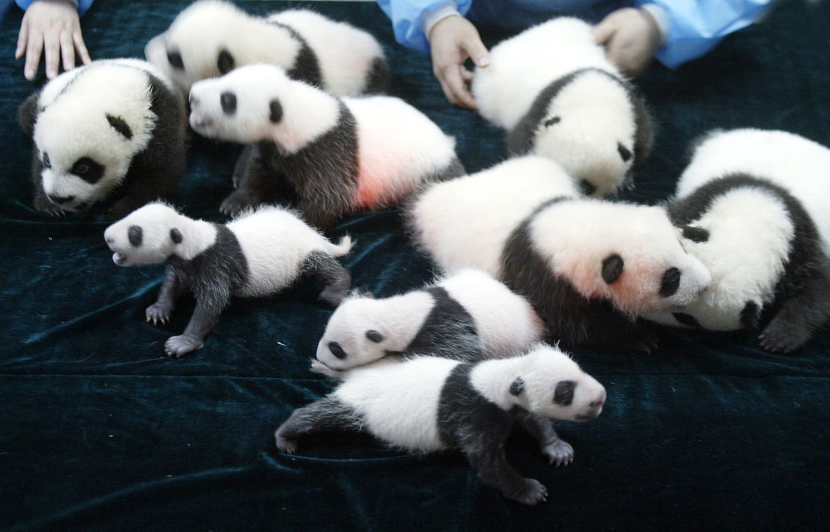 大熊猫双胞胎萌宝萌玉介绍