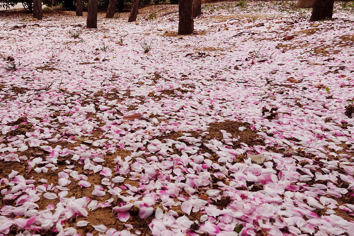 收集落花活动背景