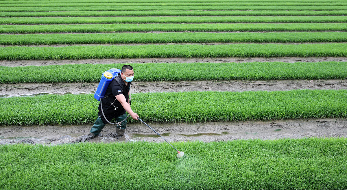 岚皋县水稻病虫害发生及防治对策研究